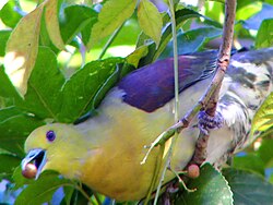 White-bellied green pigeon (Treron sieboldii) feeding on fruit