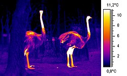 An ostrich can keep its body temperature relatively constant, even though the environment can be very hot during the day and cold at night.