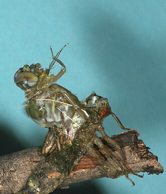 A dragonfly in its radical final moult, metamorphosing from an aquatic nymph to a winged adult.