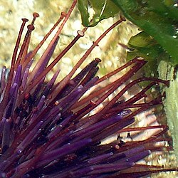Tube feet of a purple sea urchin