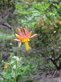 Crimson columbine (Aquilegia formosa truncata) taken at Castle Lake (California)