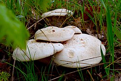 Ferula mushroom in Bingöl, Turkey. This is an edible mushroom.