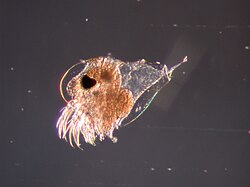 Evadne spinifera, one of very few marine diplostracan species