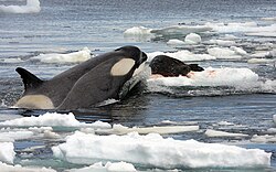 An orca sticking the front end of its body out of the water onto a floating piece of sea-ice to grab a dark-brown seal with light-brown-spots