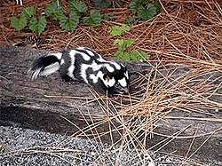 An eastern spotted skunk