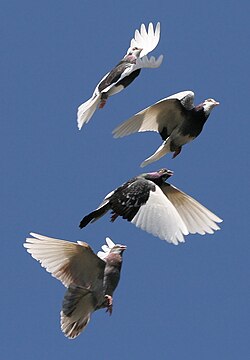 A flock of domestic pigeons each in a different phase of its flap