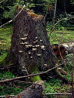 Fungus Climacocystis borealis on a tree stump in the Białowieża Forest, one of the last largely intact primeval forests in Central Europe