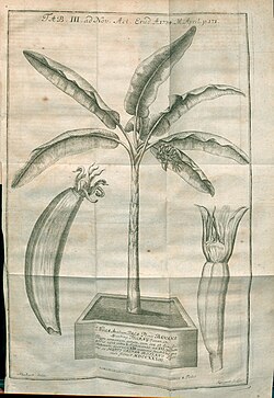 Illustration of fruit and plant,Acta Eruditorum, 1734