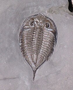 Dalmanites limulurus, a species of Silurian trilobites