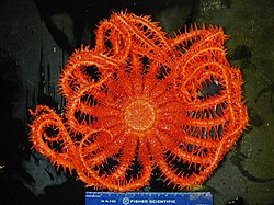18-arm starfish