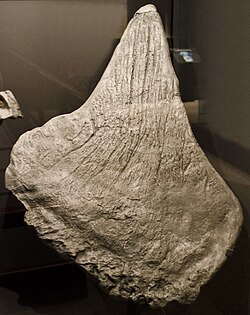 Back plate cast, Museum of the Rockies, Bozeman, Montana