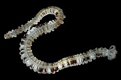 Apodida like this Euapta godeffroyi are snake-shaped, without podia, and have pinnate tentacles.