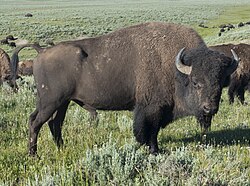 American bison