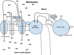 Out of the cytoplasm it goes into the Krebs cycle with the acetyl CoA. It then mixes with CO2 and makes 2 ATP, NADH, and FADH. From there the NADH and FADH go into the NADH reductase, which produces the enzyme. The NADH pulls the enzyme's electrons to send through the electron transport chain. The electron transport chain pulls H+ ions through the chain. From the electron transport chain, the released hydrogen ions make ADP for an result of 32 ATP. Lastly, ATP leaves through the ATP channel and out of the mitochondria.