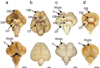 Brains of an emu, a kiwi, a barn owl, and a pigeon, with visual processing areas labelled