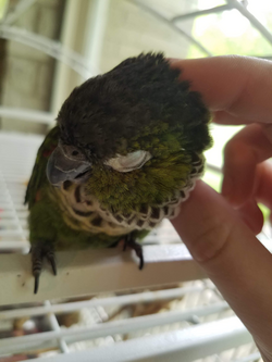 Some pet parrots, such as this black-capped conure, may solicit preening from humans.