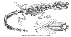 Crocodiles, like dinosaurs, have the abdominal ribs modified into gastralia.