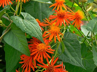 Pseudogynoxys chenopodioides is used as an ornamental plant for its bright orange flowers.[52]