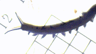 Peripatoides aurorbis walking