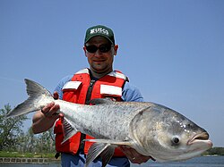 A bighead carp held by a U.S. Geological Survey researcher