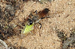 Sphecinae: Sphex funerarius with prey