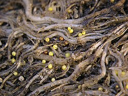 The potato cyst nematode can cause serious reductions in crop yield.