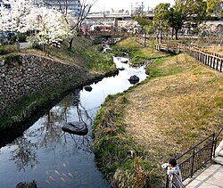 Cherry blossom in a Gifu park