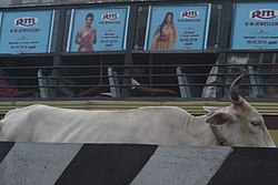 Revered cow in the streets of Chennai, India