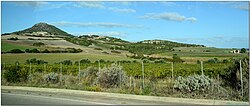 Mediterranean shrubland in Sardinia, Italy