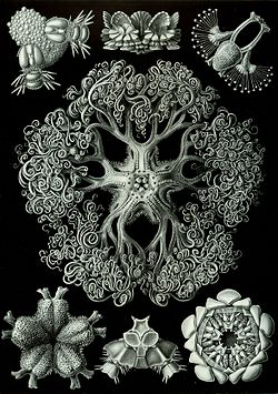 Second plate of brittle stars from Haeckel