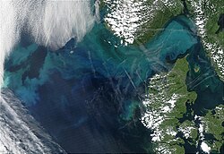 Phytoplankton bloom in the North Sea and the Skagerrak – NASA