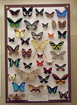 A collection of butterflies and moths in the Manitoba Museum, c. 2010