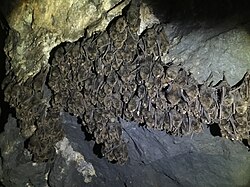 Bats hibernating in a silver mine