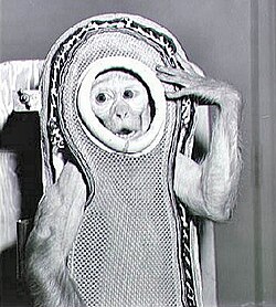 Sam, a rhesus macaque, was flown to a height of 88,500 m (290,400 ft) by NASA in 1959