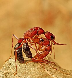 A worker Harpegnathos saltator (a jumping ant) engaged in battle with a rival colony's queen (on top)