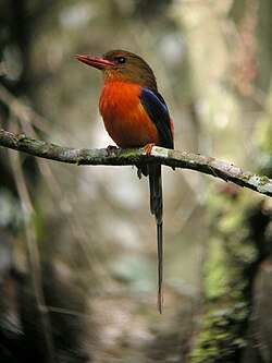 The paradise kingfishers of New Guinea have unusually long tails for the group.