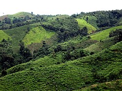 Slash-and-burn agriculture has left only a few patches of forest on these hills in Yunnan Province. The light green patches are upland rice