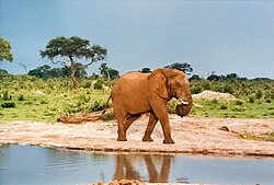 An elephant at a water hole in Hwange National Park