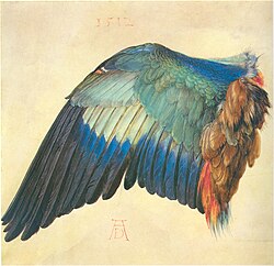 Part of a wing. Albrecht Dürer, c. 1500–1512