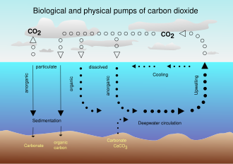 Air-sea exchange of CO2