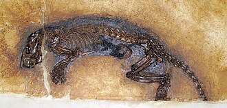 Fossilized rodent skeleton