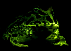 Many amphibians—like this Ceratophrys cranwelli—exhibit biofluorescence.[4]