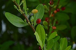 Coca leaves and fruits