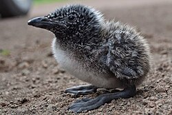 Chick, Alaska