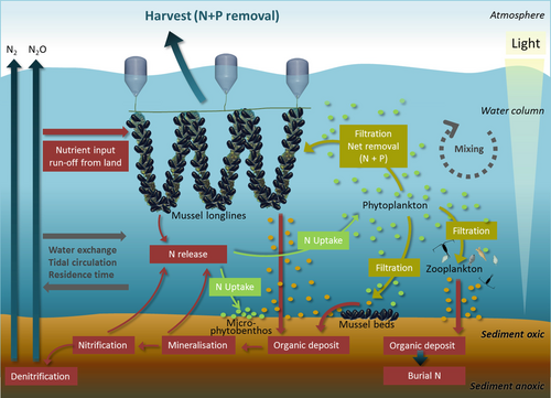 Nutrient extraction services provided by bivalves. Blue mussels are used as examples but other bivalves like oysters can also provide these nutrient extraction services.[111]