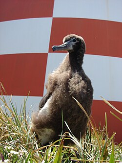 Chick, Midway Atoll