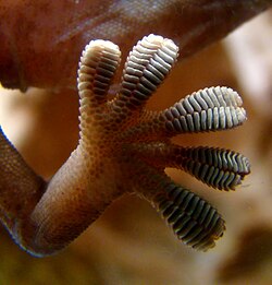 Adhesive pads enable geckos to climb vertically.