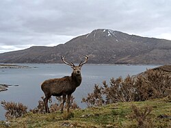 Loch Quoich