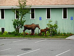 Moose and calf outside a church in Anchorage