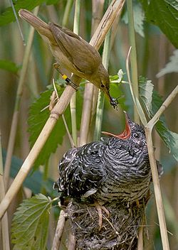 Common reed warbler feeding a common cuckoo chick